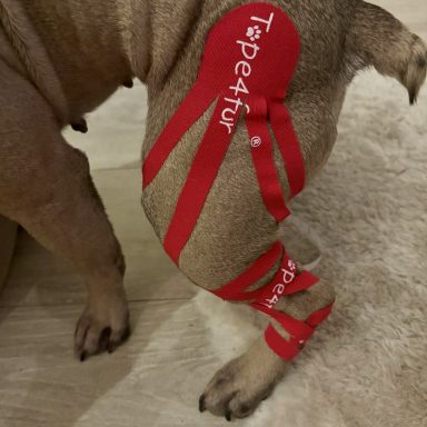 Tapig am Hund Tapig am Hund
