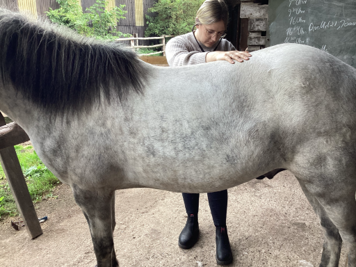 Darmgeräusche abhören am Pferd Darmgeräusche abhören am Pferd