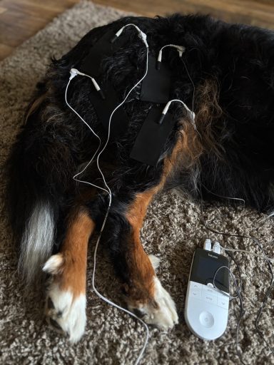 Elektrotherapie Hund Elektrotherapie Hund